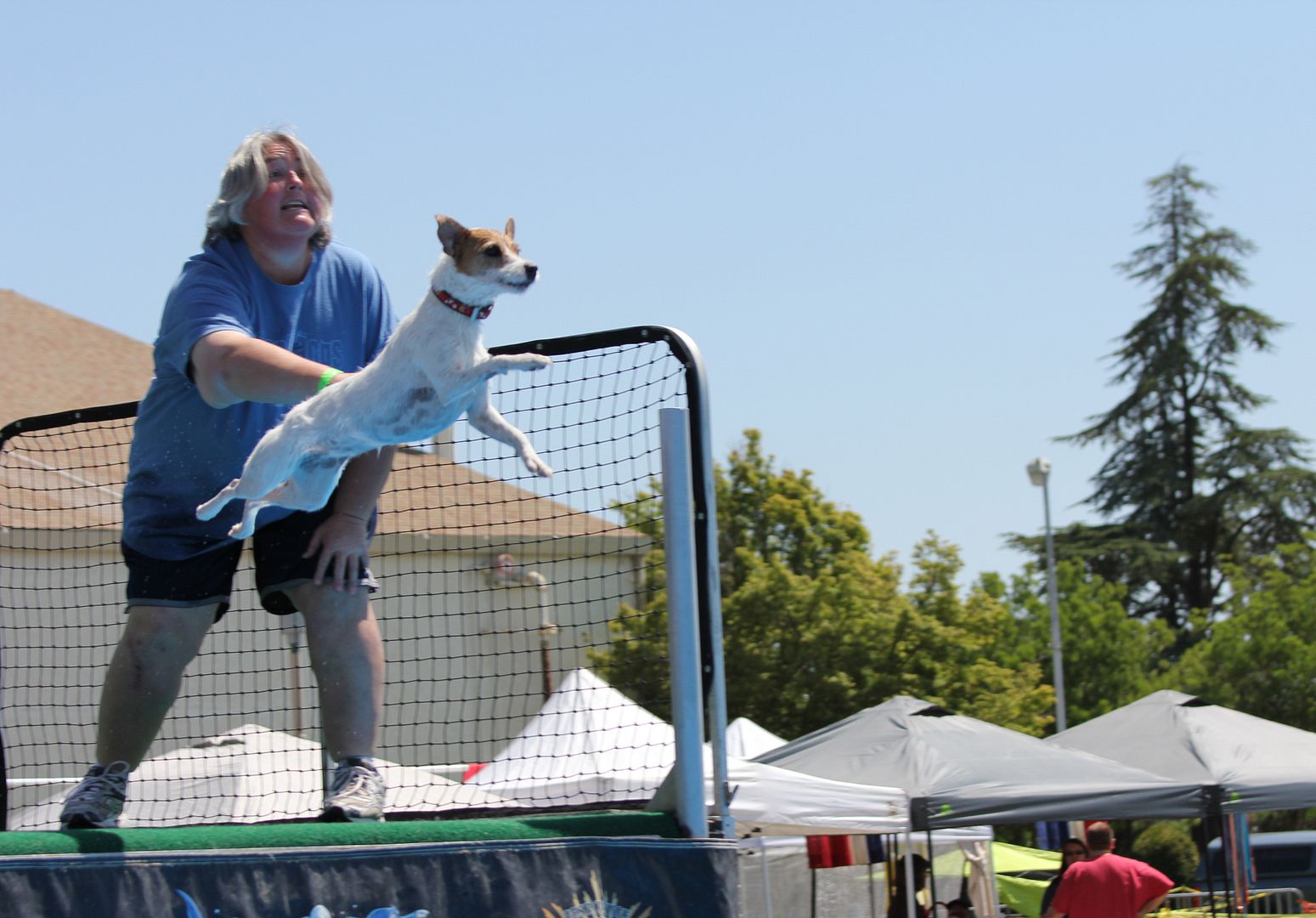 Splash Dogs dock diving pics! German Shepherds Forum